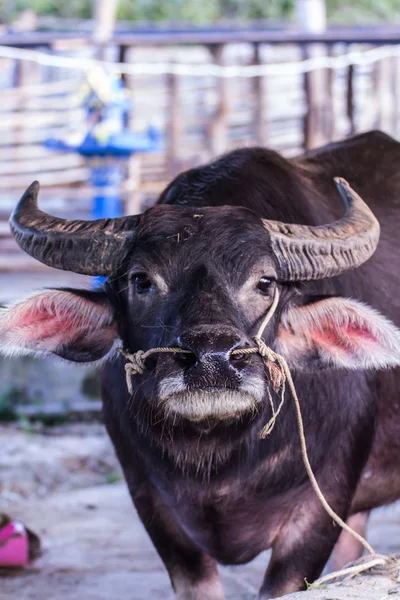 Mamífero de búfalo tailandés — Foto de Stock