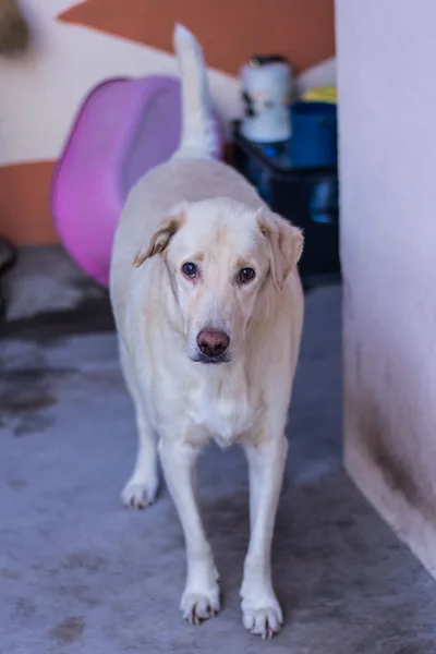 Tay beyaz köpek sokak — Stok fotoğraf