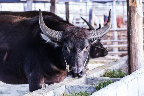 Млекопитающее тайского буйвола — стоковое фото