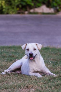 Tay sokak köpeği çim