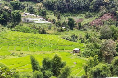 Teraslı pirinç alan, Pha Pzt Chiangmai Tayland