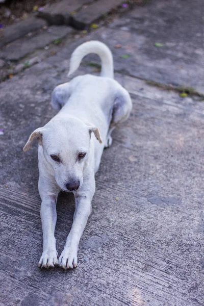 Tailandés blanco perro callejero —  Fotos de Stock