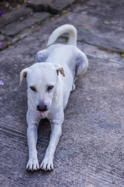 Tailandés blanco perro callejero — Foto de Stock
