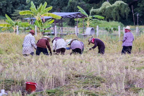 タイ農民のフィールドで稲刈り — ストック写真