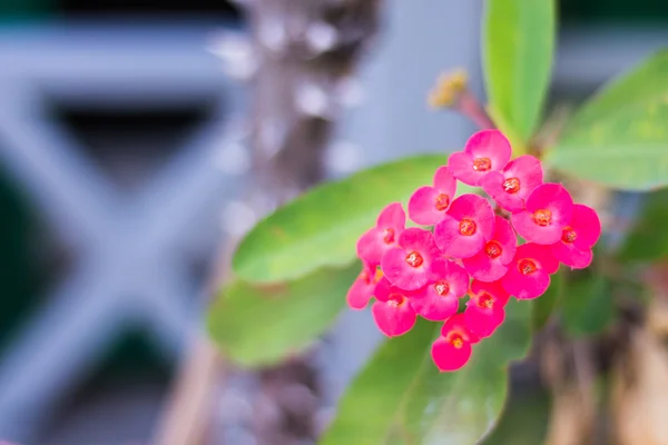 Pink Euphorbia milli flower, Crown of thorns — Stock Photo, Image