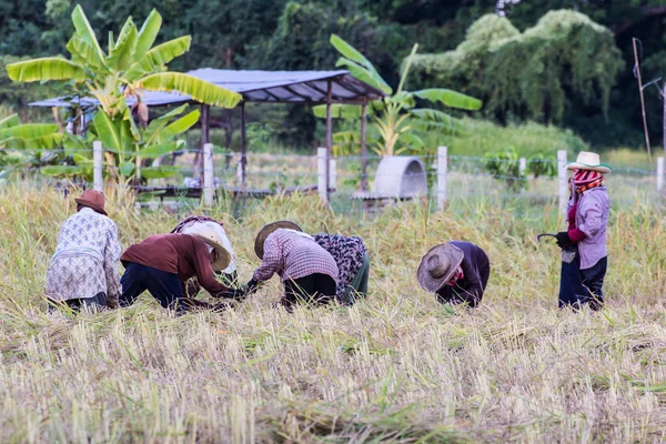 タイ農民のフィールドで稲刈り — ストック写真