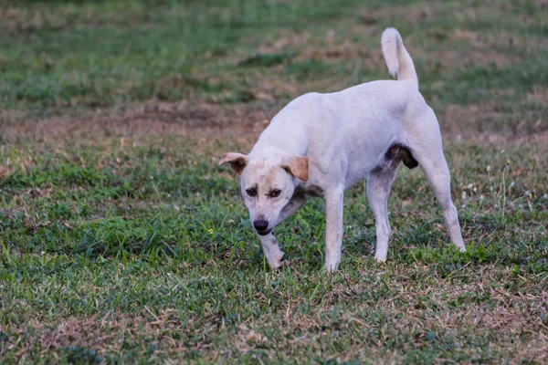 Thaise witte verdwaalde hond — Stockfoto