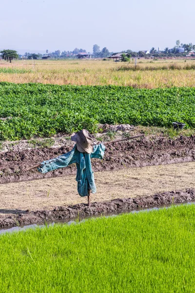 Espantapájaros en campo de arroz — Foto de Stock