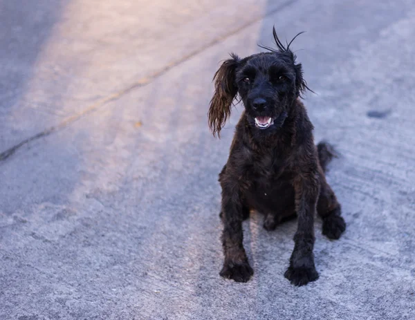 Thaise zwarte zwerfhond op straat — Stockfoto