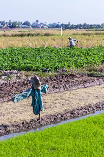 Espantalho com agricultor em campo de arroz — Fotografia de Stock