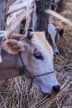 Tay inek çiftliği, memeli çiftlik yemek