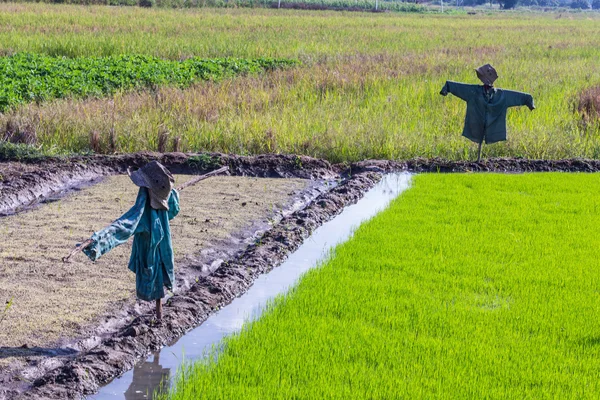 Espantapájaros en campo de arroz — Foto de Stock