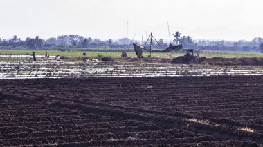 traktörüyle Asya Tayland topraklarında çiftçilik çiftçi