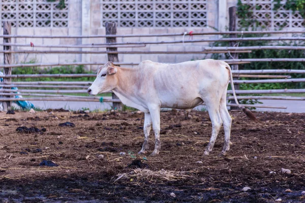 Vacche tailandesi che riposano in fattoria — Foto Stock