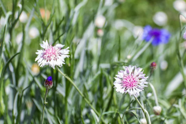 Weiße Zentaurea cyanus Blume — Stockfoto