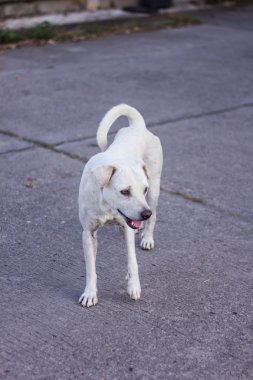Tay beyaz sokak köpeği, seçici odak