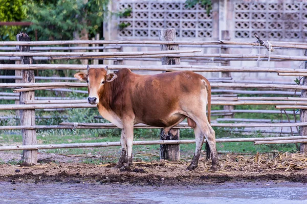 Vacche tailandesi in fattoria — Foto Stock