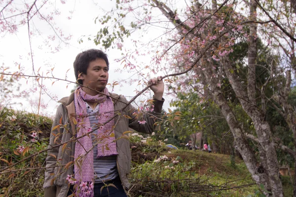 Tailandês homem com selvagem Himalaia cereja, retrato — Fotografia de Stock