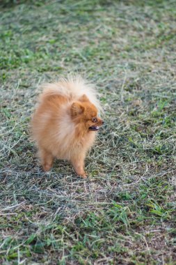 Pomeranian çim