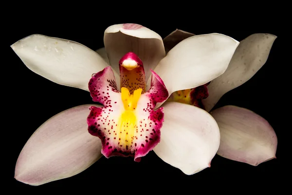 Witte cymbidium geïsoleerd op zwarte achtergrond — Stockfoto