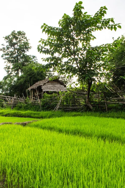 Campo de arroz con casa de campo en Tailandia —  Fotos de Stock