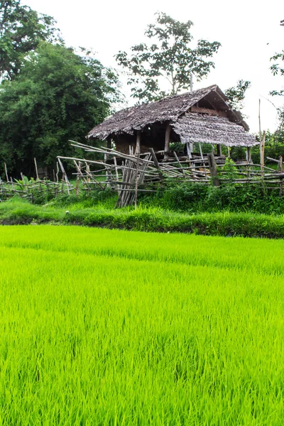 Campo de arroz con casa de campo en Tailandia — Foto de Stock