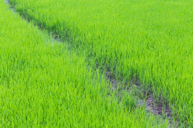Yeşil pirinç tarlası