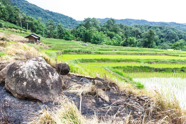 Rice field terraces in doi inthanon, Ban Mae Klang Luang Chiangmai — Stock Photo, Image