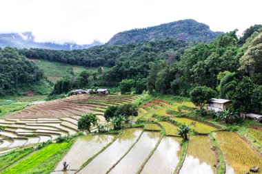 doi Inthanon alan teraslar pirinç, pha mon ban chiangmai, Tayland