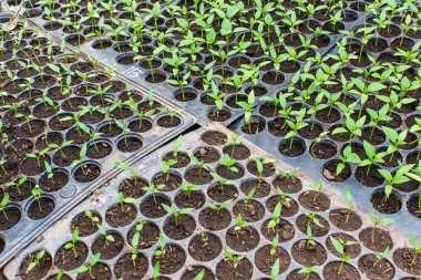 Tencerelerde biber tohumları