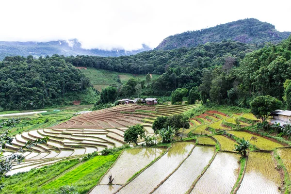 Rice field terraces in doi inthanon, Ban Pha Mon Chiangmai Thailand — Stock Photo, Image