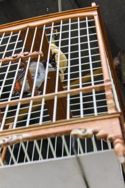 kuş kafesi Tay tarzı