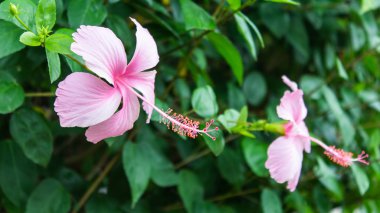 Pembe Başörtüsü Çiçeği