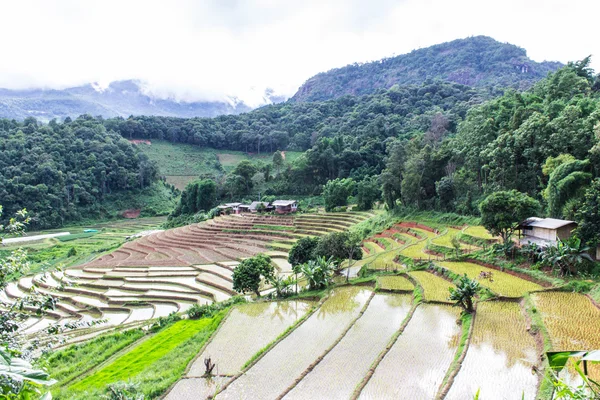 Terrasses de rizières à doi inthanon, Ban Pha Mon Chiangmai Thaïlande — Photo
