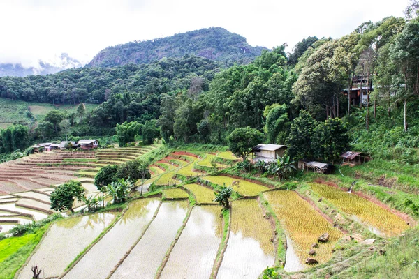 Reisfeldterrassen in doi inthanon, Verbot pha mon chiangmai thailand — Stockfoto