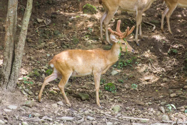 White Tailed Deer Wildlife Animals — Stock Photo, Image