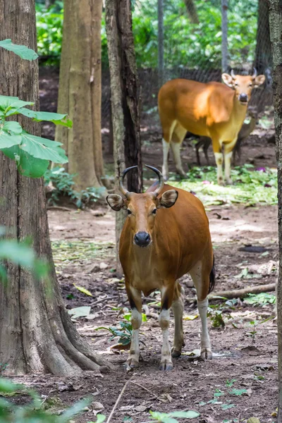 Banteng Ordförande — Stockfoto