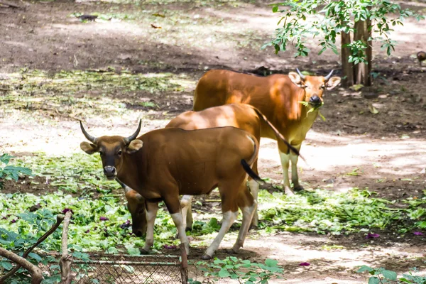 Banteng Ordförande — Stockfoto