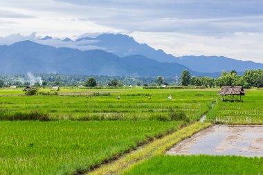pirinç alan ile luang chiang dao chiang Mai, Tayland