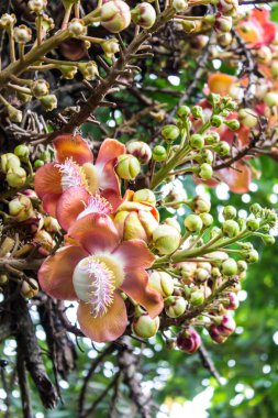 Gülle ağacı çiçeği.