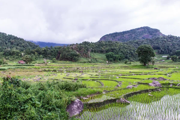 Terraços de campo de arroz em doi inthanon, Ban Pha Mon Chiangmai Tailândia — Fotografia de Stock