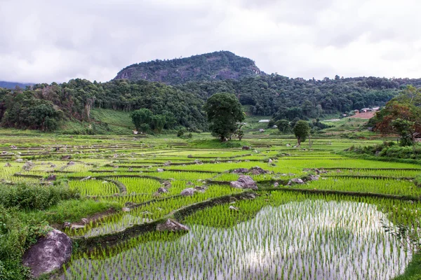 Terrasses de rizières à doi inthanon, Ban Pha Mon Chiangmai Thaïlande — Photo