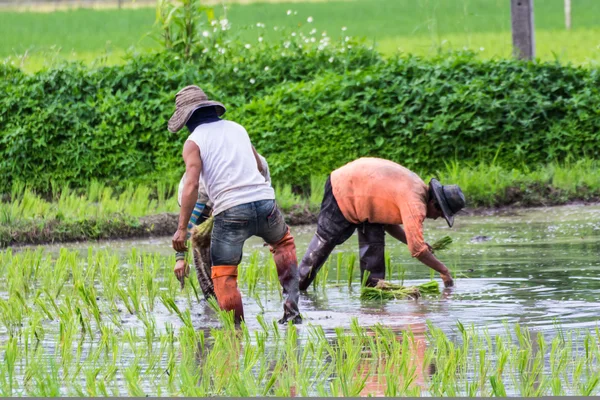 Taylandlı çiftçi üzerinde pirinç alan dikim Stok Fotoğraf