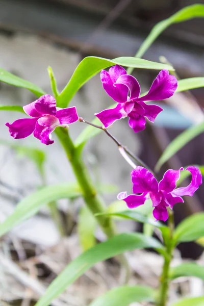 Fialová orchidej — Stock fotografie