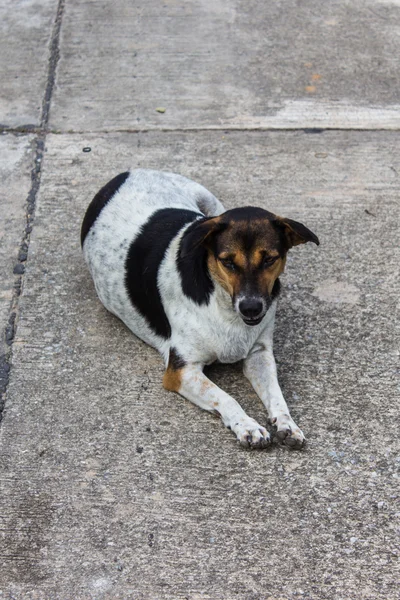 道路上のタイの野良犬 — ストック写真