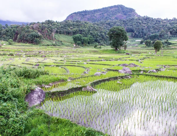 Terraços de campo de arroz em doi inthanon, Ban Pha Mon Chiangmai Tailândia — Fotografia de Stock