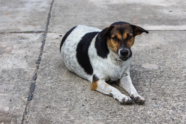 Thaise verdwaalde hond op de weg — Stockfoto