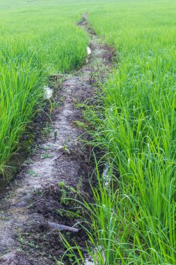 Tayland 'da yeşil pirinç tarlası