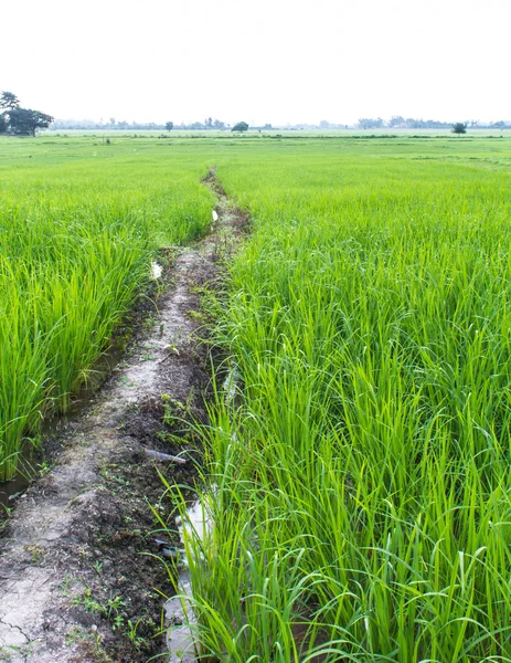 Campo de arroz verde en Tailandia —  Fotos de Stock