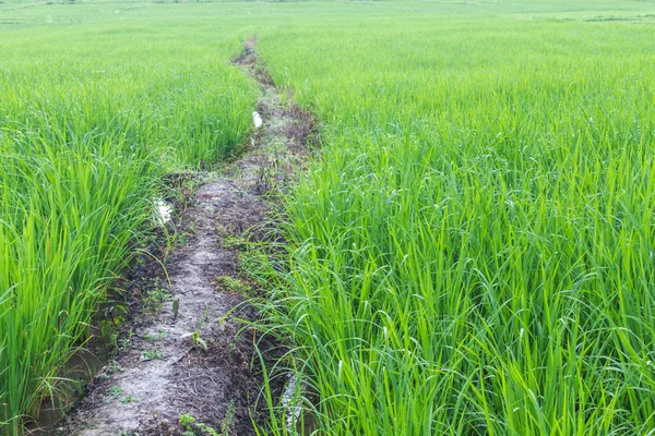 Tayland 'da yeşil pirinç tarlası